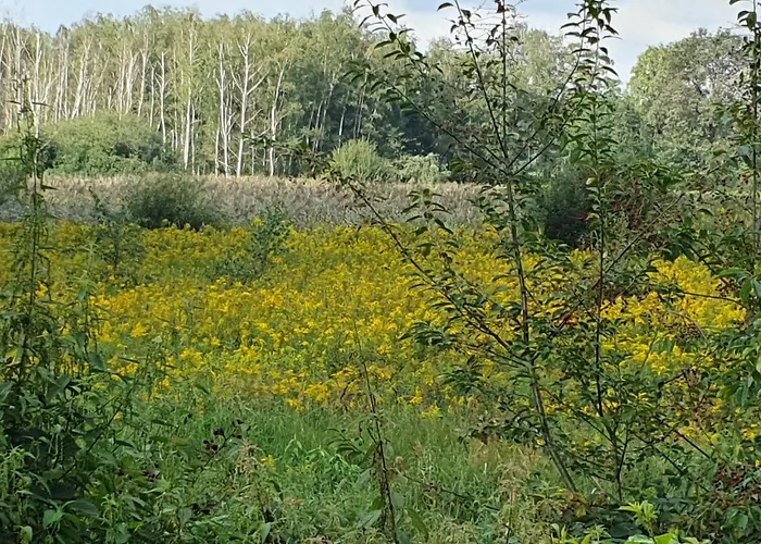 Recreatiewoning De Nieuwenhof *